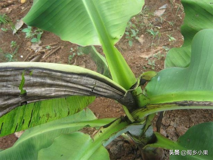 如何预防香蕉黄叶病,香蕉叶斑病的防治