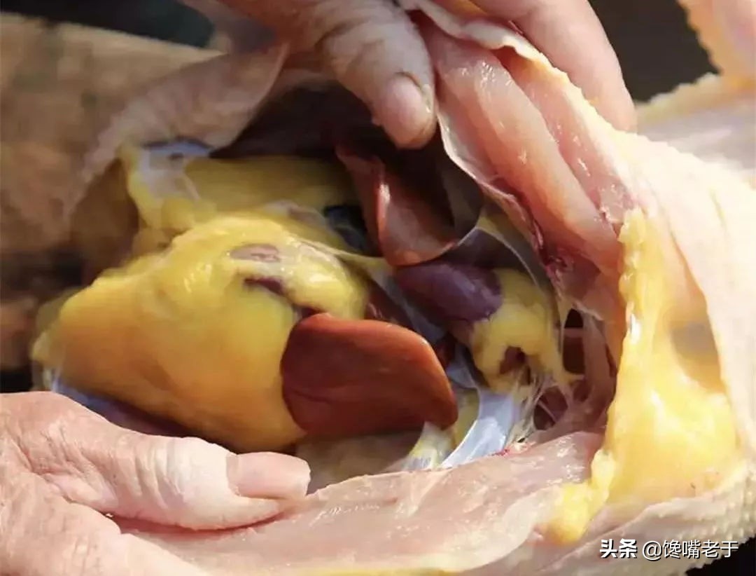 杀鸡时鸡肚里黄油是扔掉还是吃掉,杀鸡发现鸡肚子里有什么东西