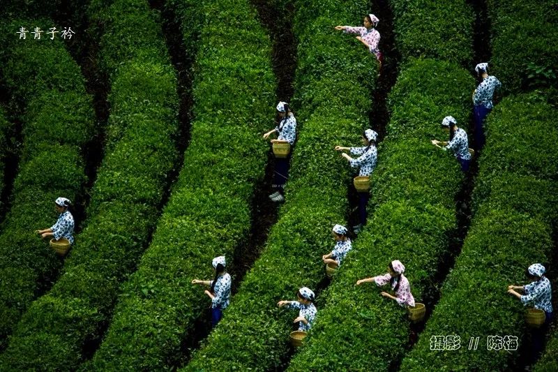 中茶和紫阳茶,紫阳的茶好还是平利的茶好