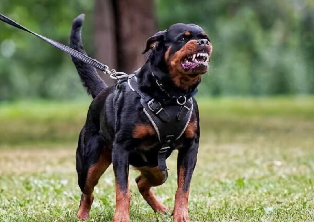 那么可爱的狗狗为什么要禁养呢,狗狗的禁养有哪些