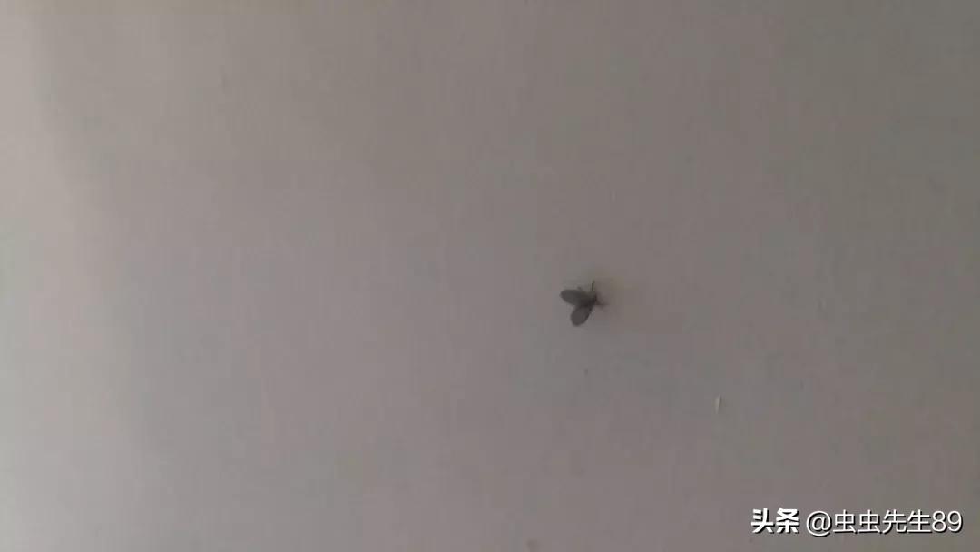 蹲便厕所小飞虫如何彻底消除,怎样消除厕所里的飞虫