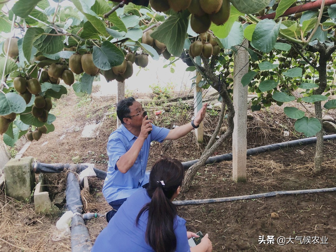 眉县猕猴桃合作社名单,眉县猕猴桃专业合作社