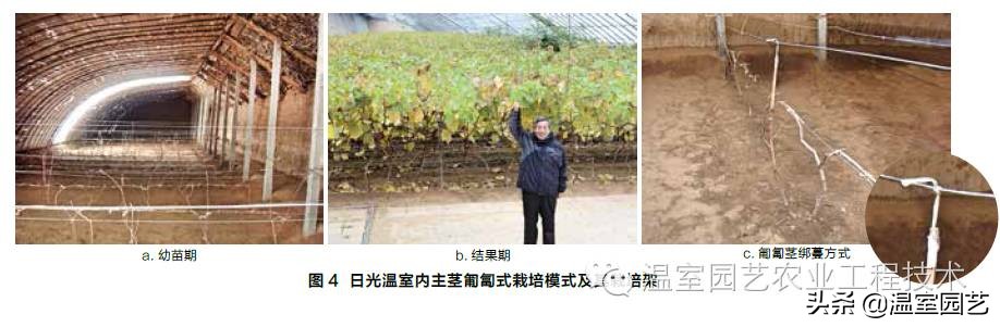 温室葡萄架式管理,温室葡萄种植技术视频