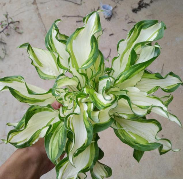 家里窗台阳光强适合养什么绿植,家里室外养花怎么摆放最好