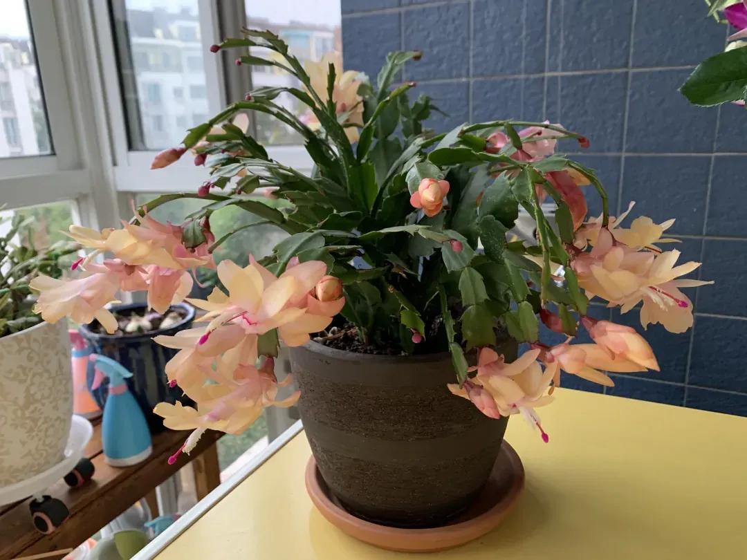 蟹爪兰20棵,有20株蟹爪兰适合多大的盆