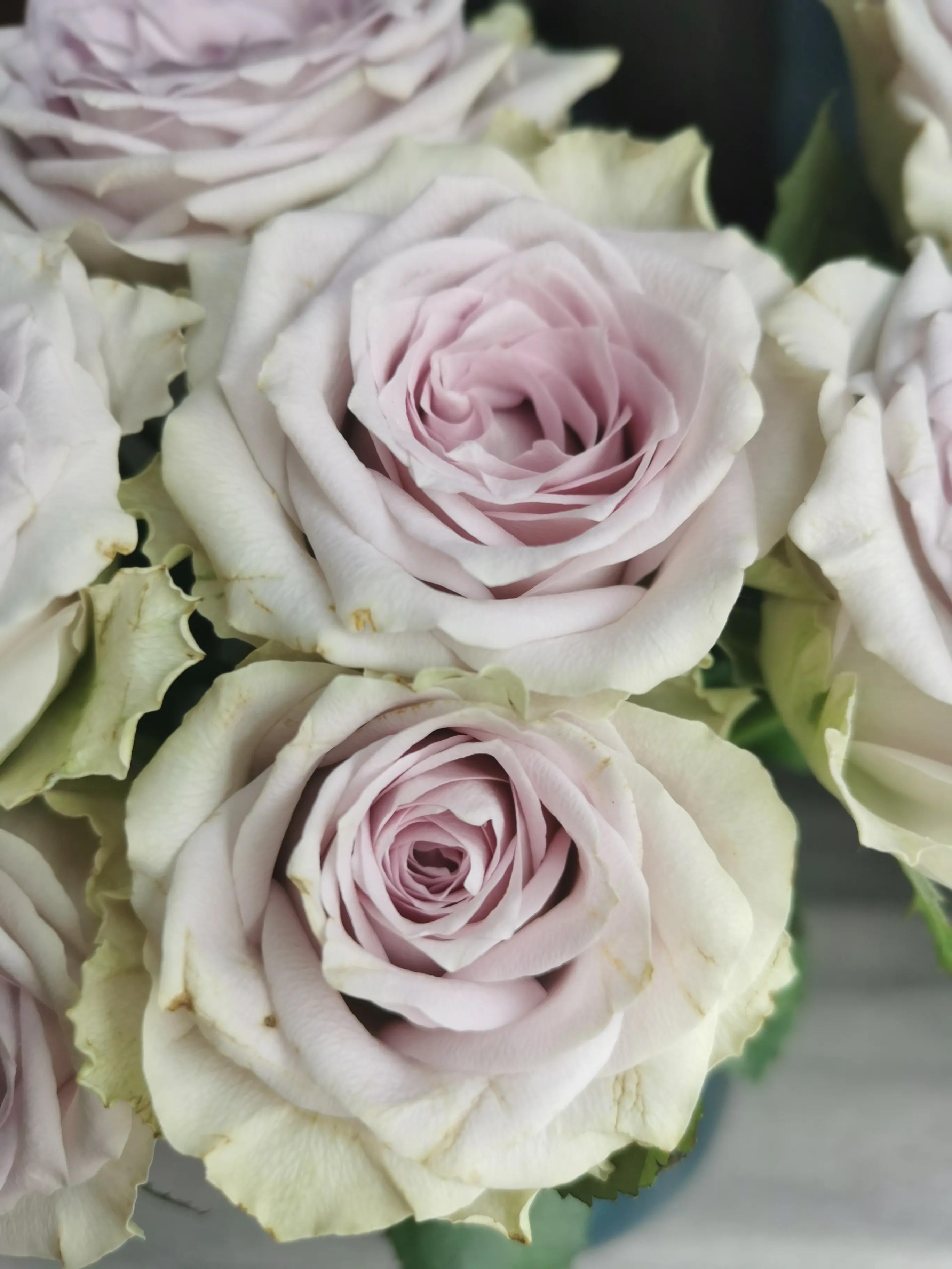 介绍一下海蓝之谜玫瑰花,海蓝之谜玫瑰推荐