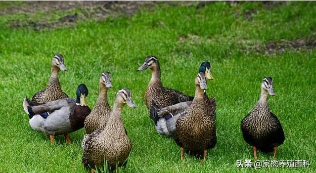 大鸭子拉白稀什么药好得快,鸭子拉白稀粪用什么药治疗