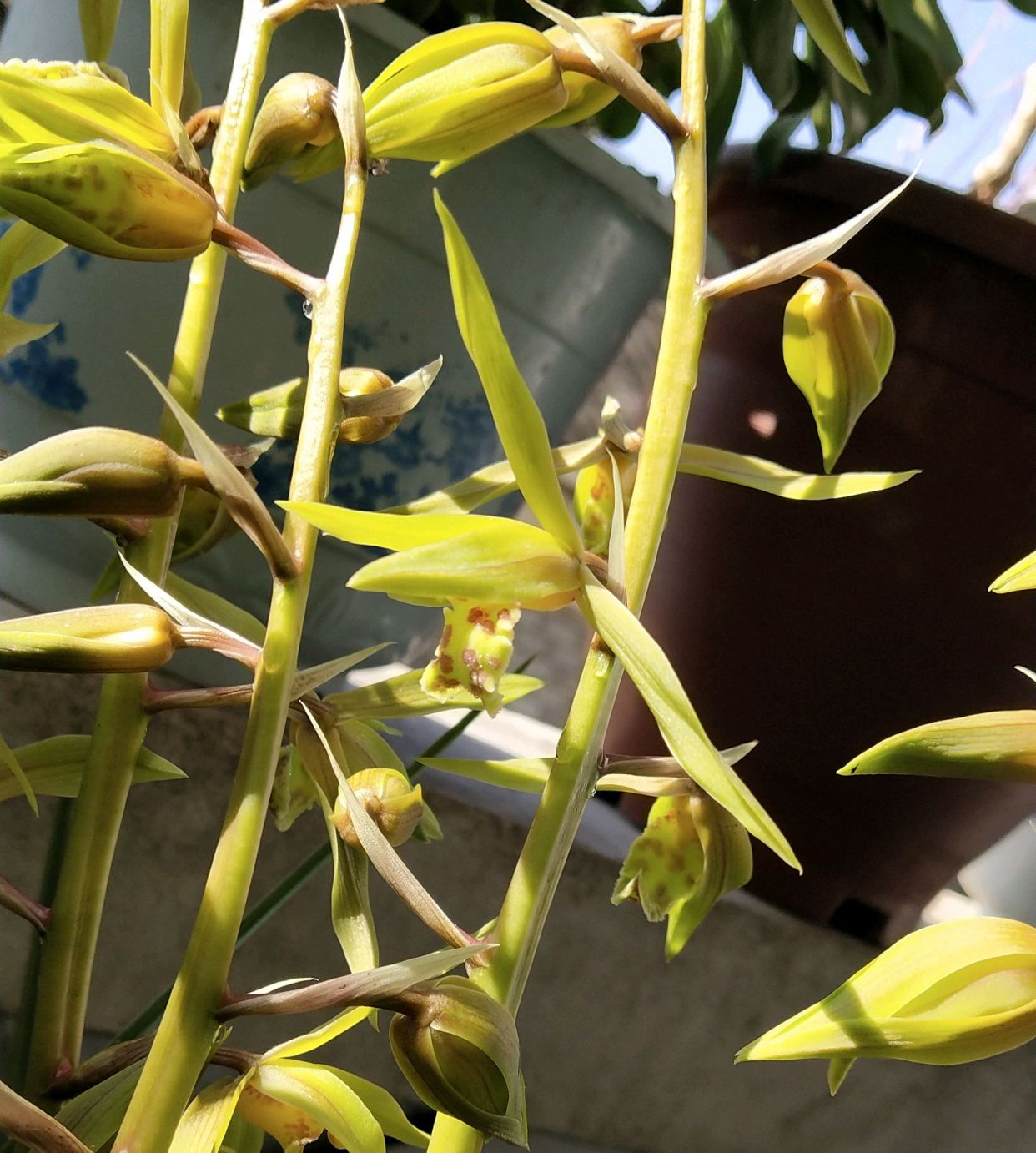 蕙兰没有抽杆开花的怎么回事,蕙兰刚出花苞长什么样