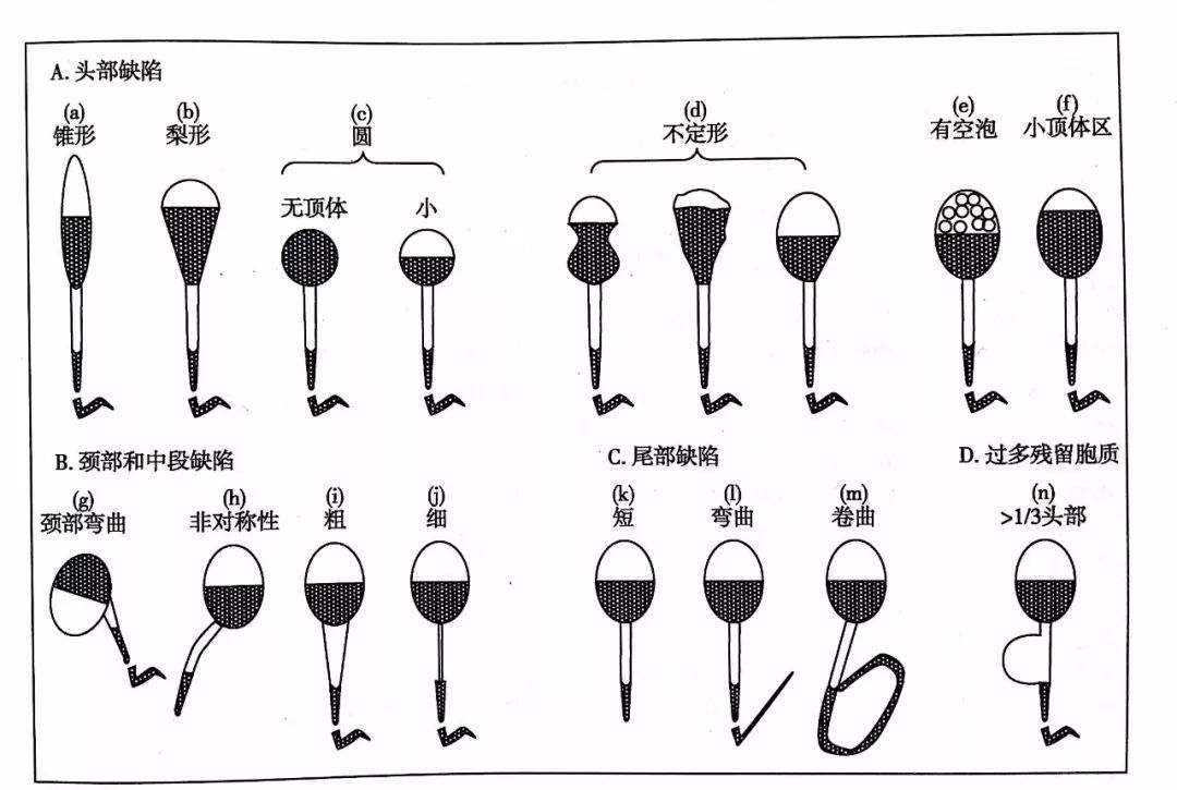 精子和卵子在相遇那一刻就定性了,精子卵子相遇产生五彩斑斓的光