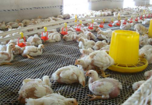 鸡群打蔫无精神,鸡群出现应激的表现