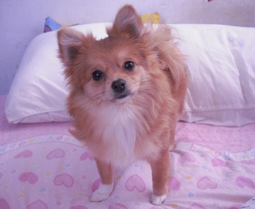 博美毛发稀少吃什么,博美毛发稀少不爱吃东西