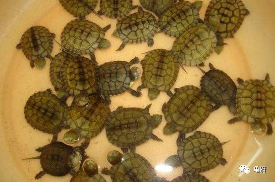 鉴赏花草模板,小青苗照片