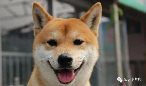 柴犬的4大缺点劝你别养,养柴犬的5个好处你不动心吗