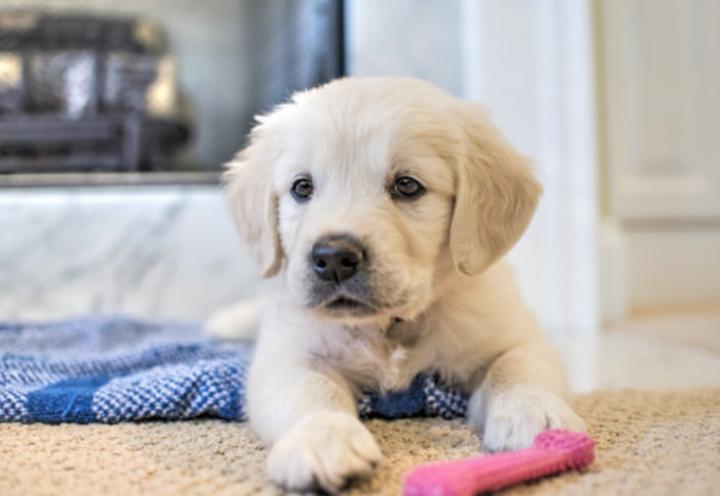 狗狗一直小便不大便怎么回事,狗狗尿不出来怎样催尿