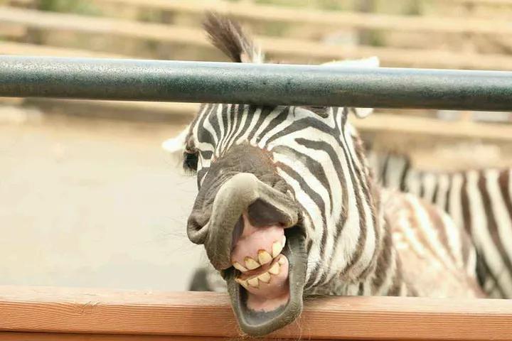 大连旅游攻略精致景点推荐,大连必去的打卡景点