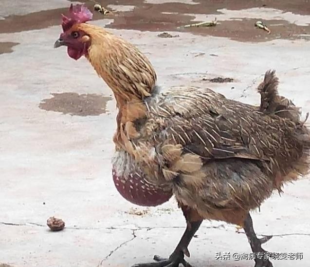 鸡嗉囊胀气怎么处理,治鸡嗉囊积食土方