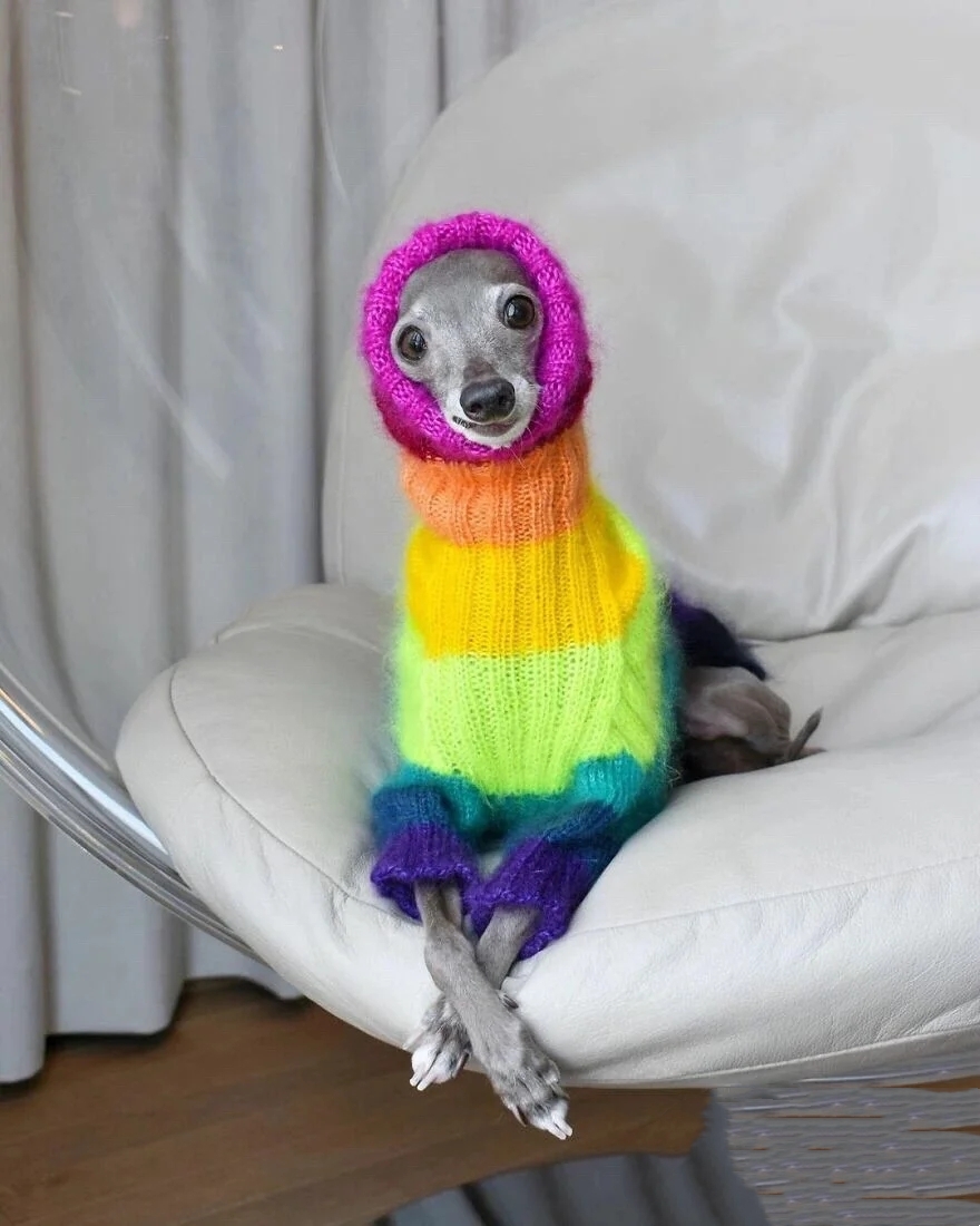 灵缇犬纯种有什么特征,灵缇高级猎犬需要会什么技能