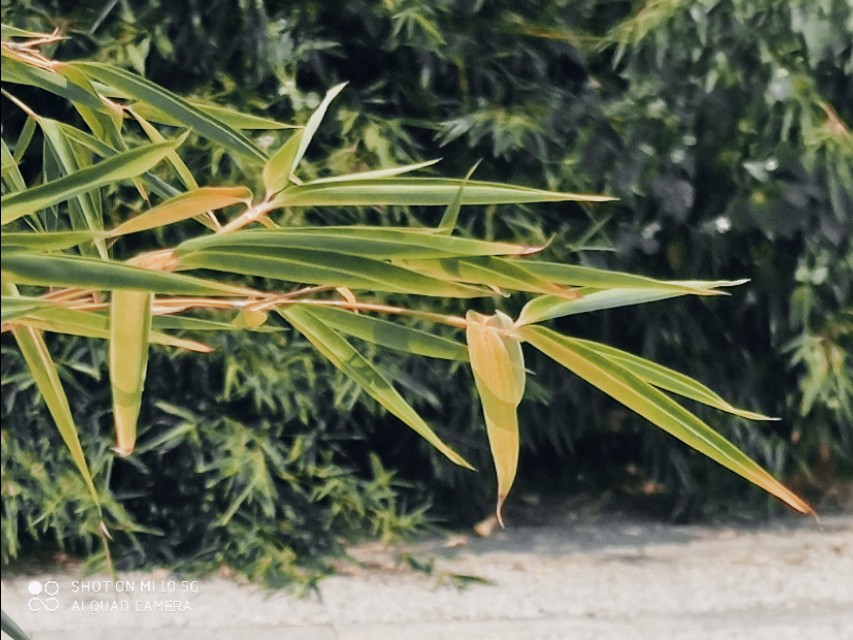原创竹之礼诗,原创竹之礼赞