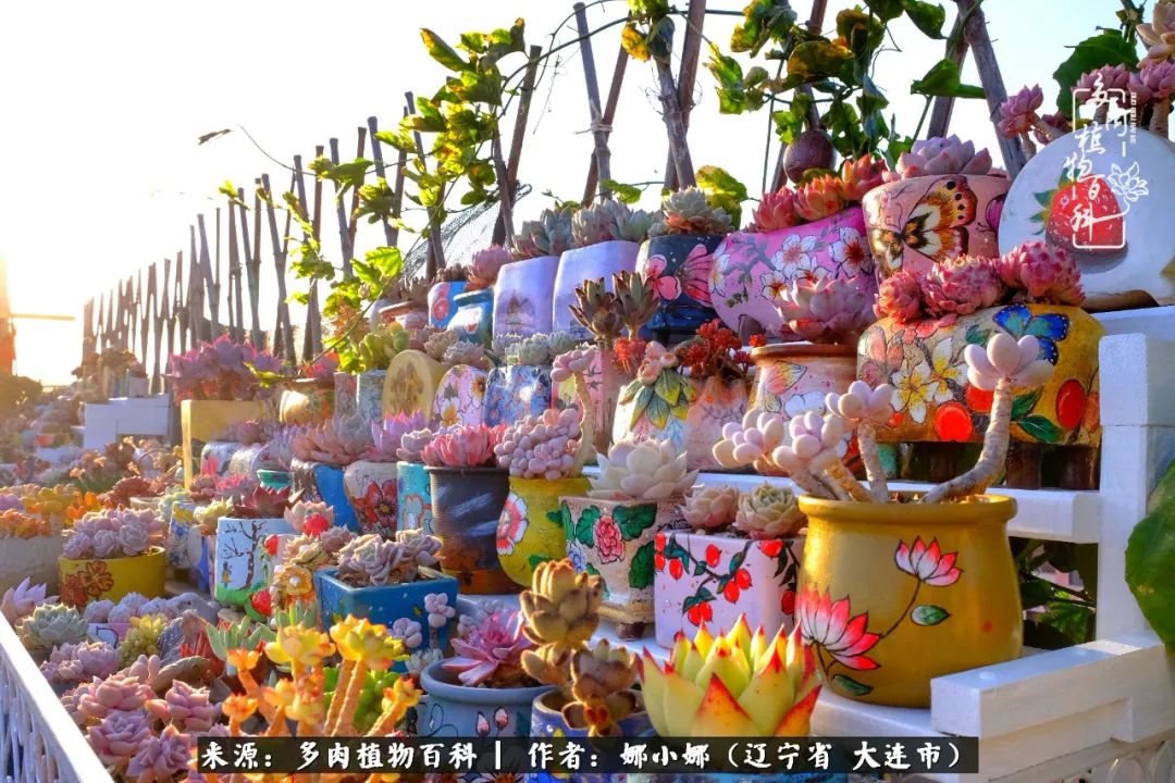 你是盆我是花，你护我周全，我为你绽放