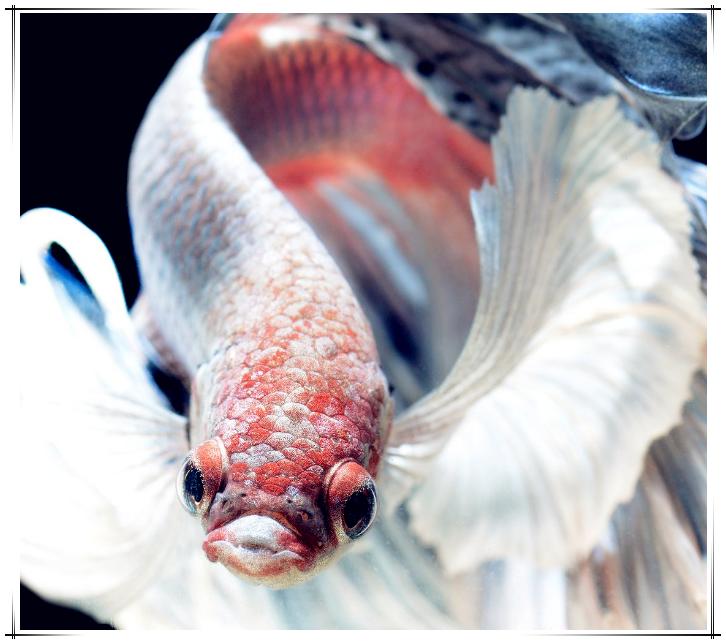 热带鱼斗鱼如何养,热带鱼饲养方法大全视频