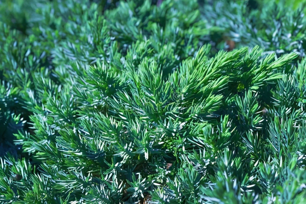 总是掉发，是洗头方式不对，掌握3点正确洗头让头发乌黑又浓密