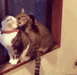 宠物可以用的避孕药,宠物紧急避孕药有用吗