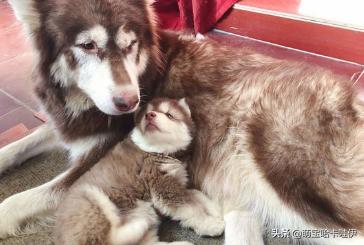 阿拉斯加五个月不粘人,阿拉斯加粘不粘人