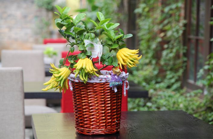 佛手树桩盆景制作教程,佛手盆栽制作方法