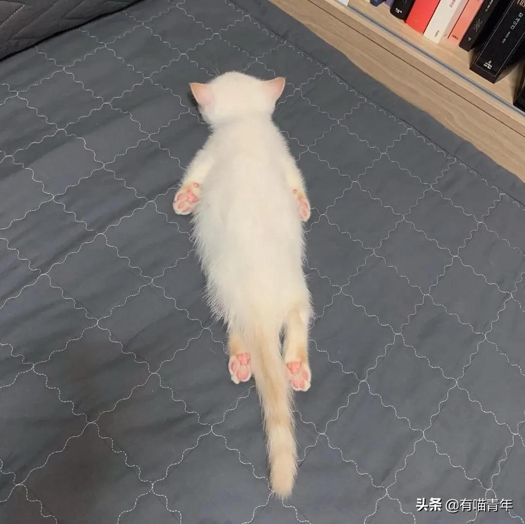 小奶猫的危害视频,小奶猫有什么危险