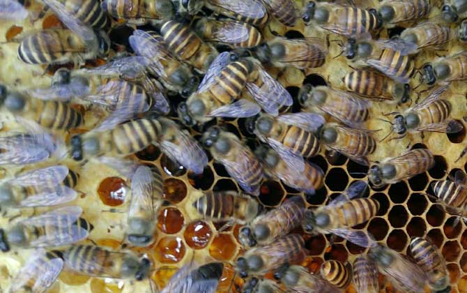 养蜜蜂需要注意哪些事项,养蜜蜂的技巧和注意事项