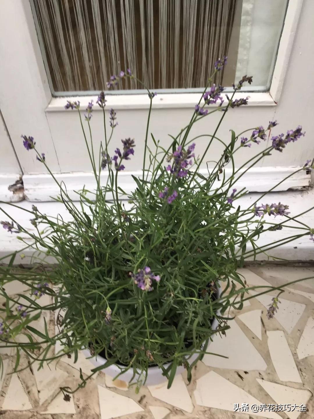 衣草种植养护方法步骤图片,法国衣草怎么养护视频讲解