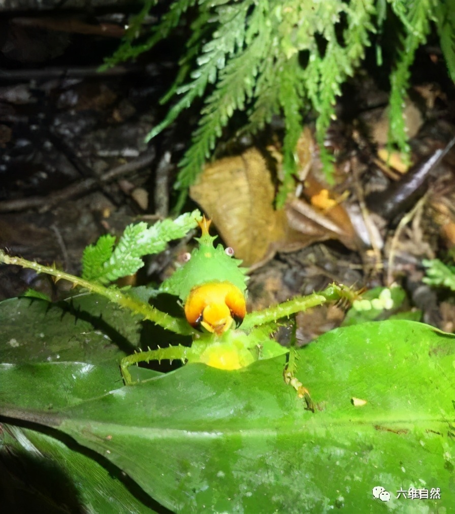 世界上有什么凶猛的昆虫,世界上最可怕最凶猛的昆虫