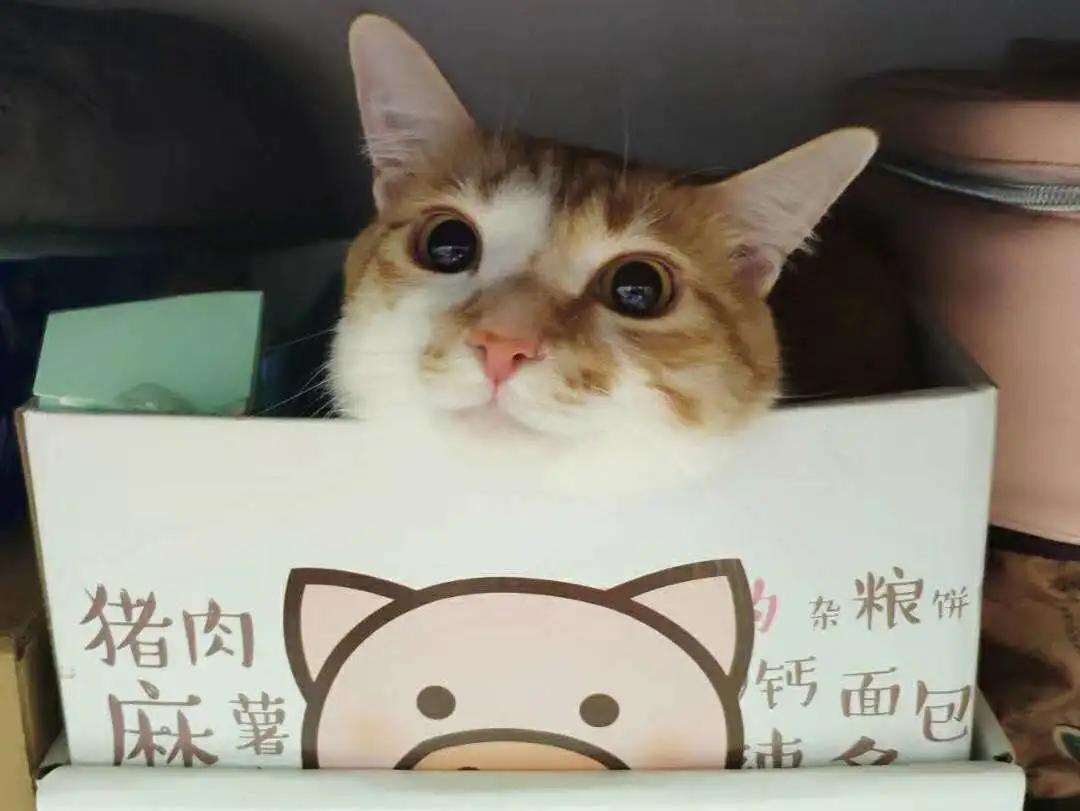 跟着我们猫狗大联盟，你会有喵的！黄阿姨猫咪领养专场