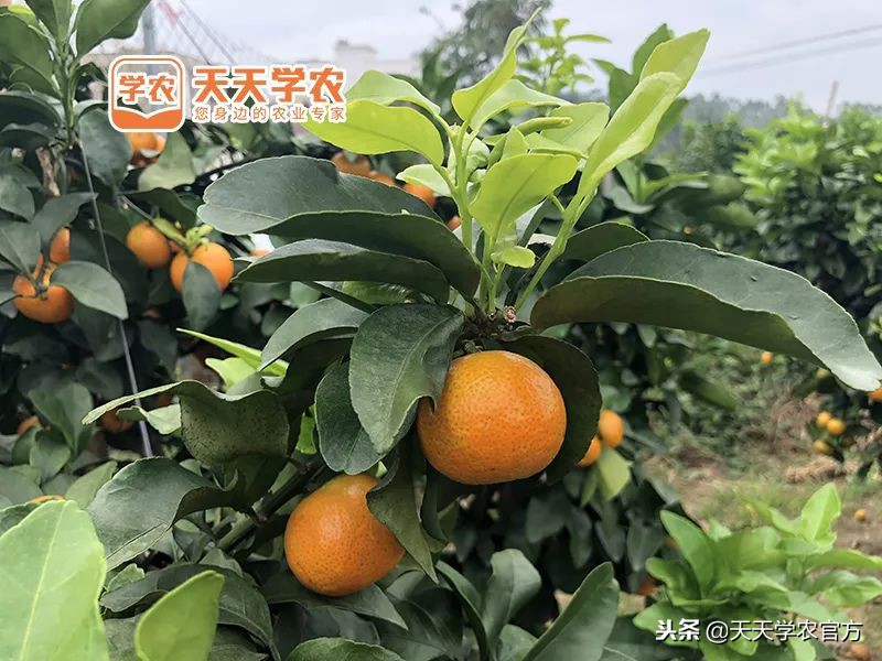 金秋砂糖桔的缺点,今年的金秋砂糖橘