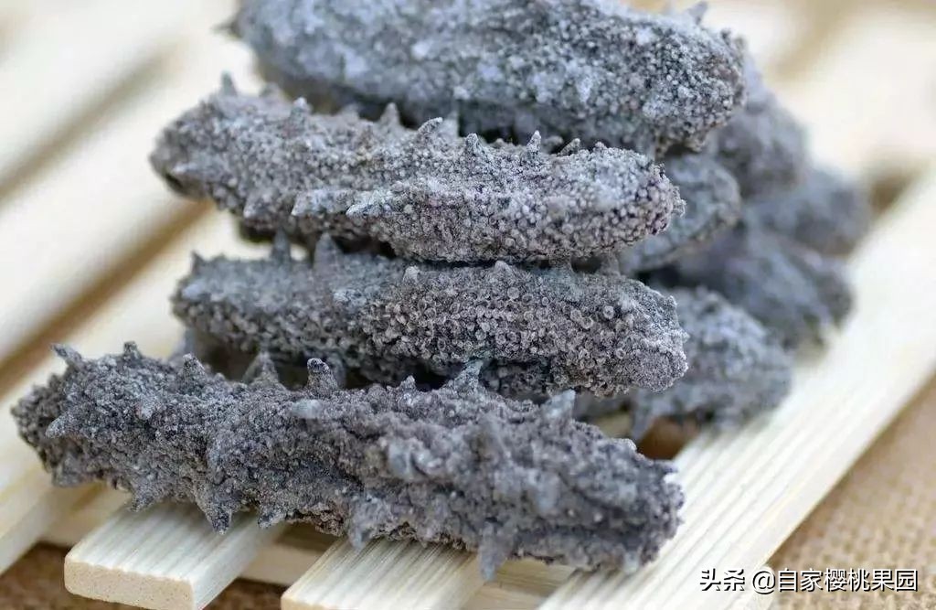 辽参科普,真正的辽参