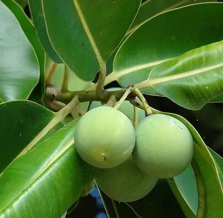 琼崖海棠油功效与作用,海棠油的妙用