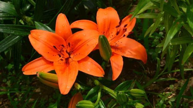 栽种百合花要注意2点技巧,手把手教你百合花是怎么繁殖的