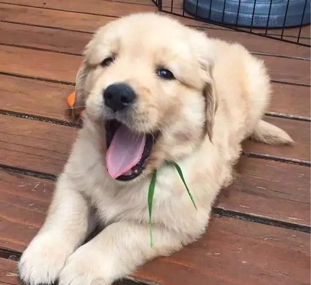 公寓养狗最佳选择,独居养狗什么品种比较好