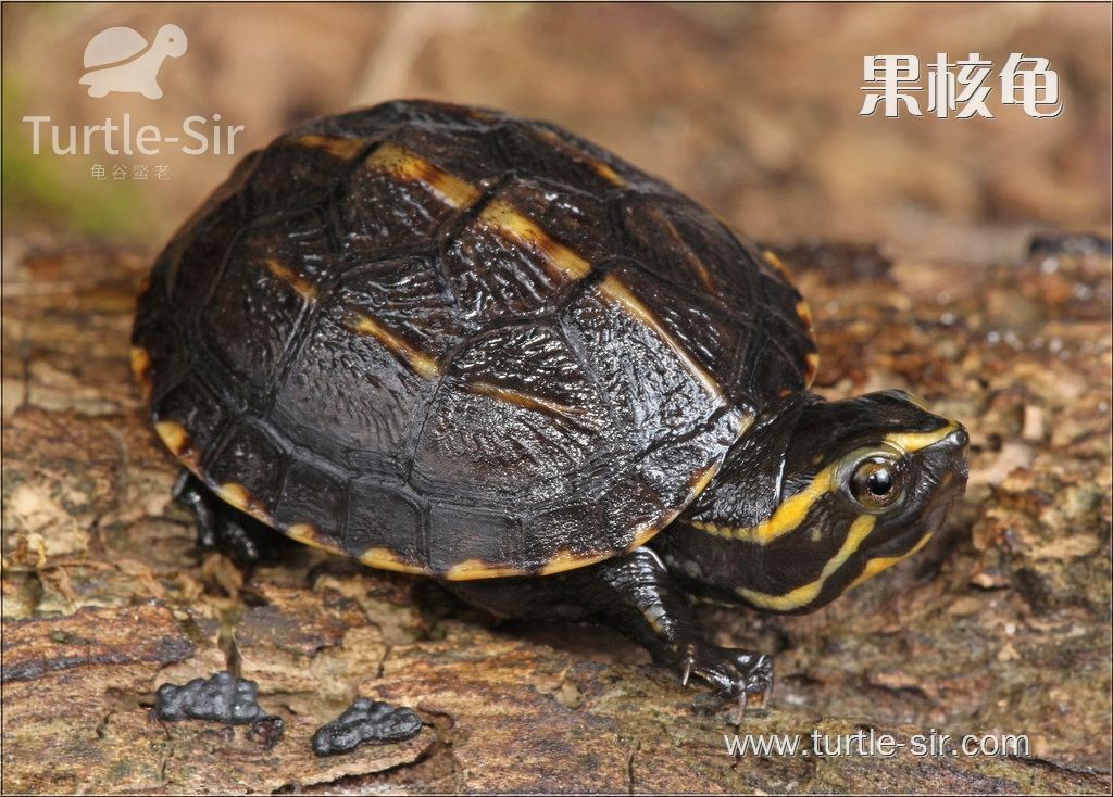 乌龟冬眠是几月份到几月份吃食物,乌龟冬眠之后眼睛睁不开了怎么办