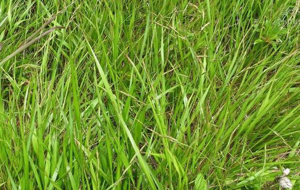 四子王旗羊肉卷,四子王旗染头发