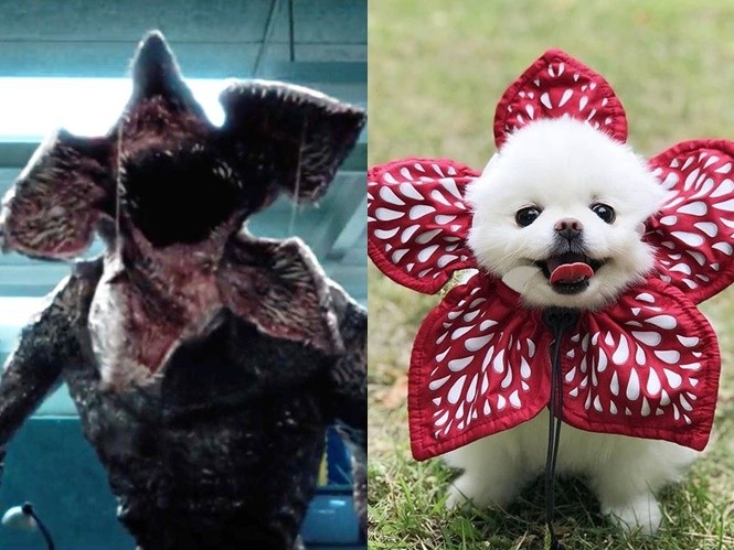 怪奇物语猎奇,怪奇物语十件套