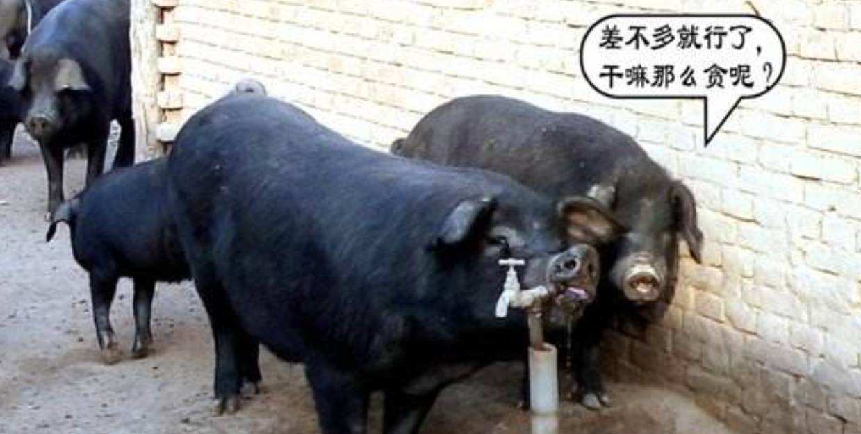 畜禽舍的防暑降温措施,家禽中暑的症状和最佳的防控措施