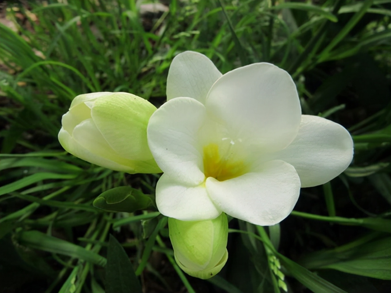 种什么盆栽好看又香,种什么盆栽开花香的