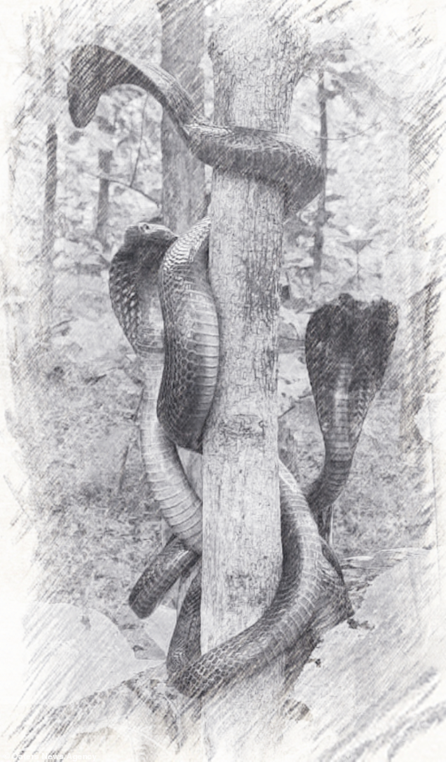 为什么抓到眼镜王蛇要放生,最大眼镜王蛇放生