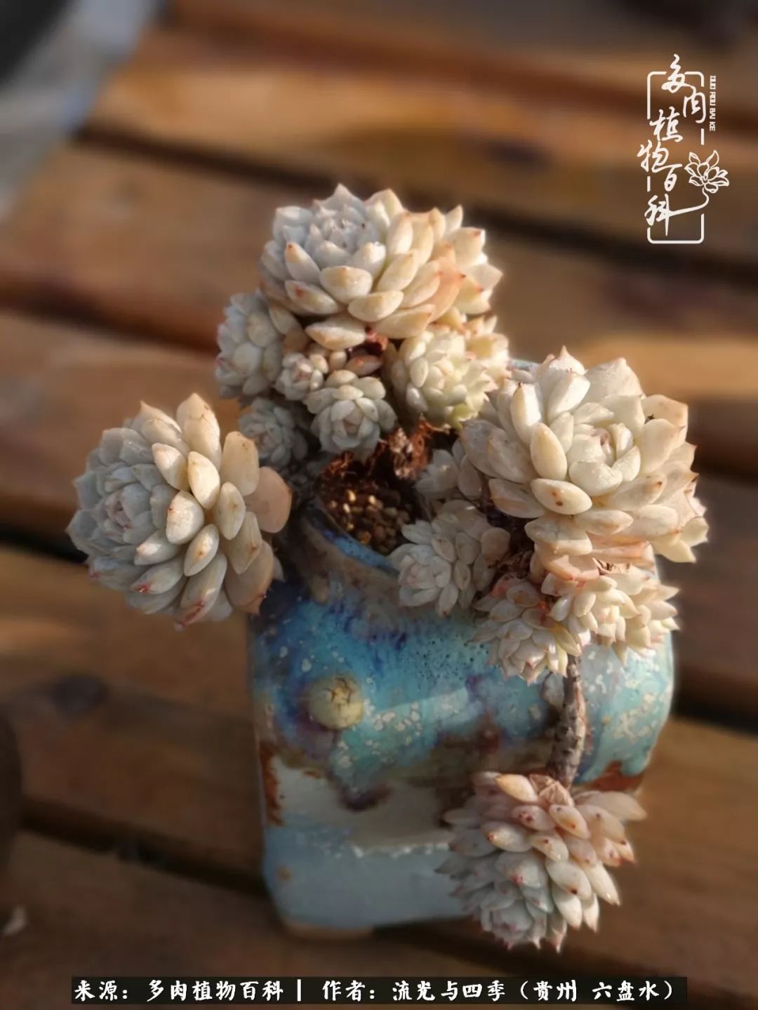 养多肉这几点新手必要知道,在养多肉的路上越走越远