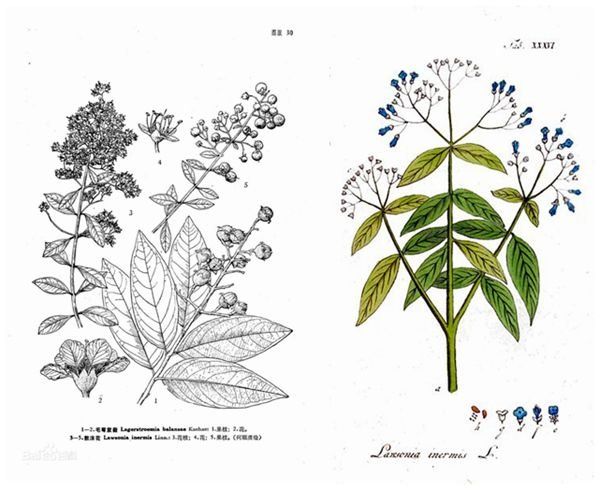 海娜粉染发是不是纯天然,天然海娜粉染发有没有副作用