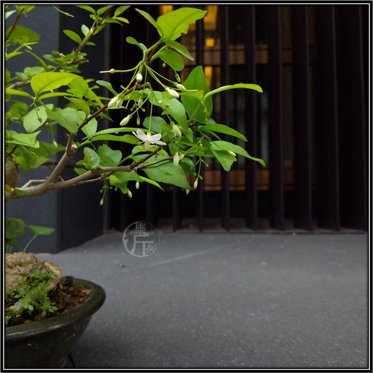 腊梅鸭脚木盆景图 (适合北方室内养的杂木类盆景)