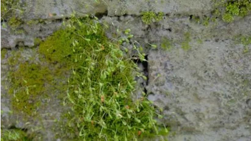 螺蛳上的青苔怎么处理干净,青石青苔怎么处理