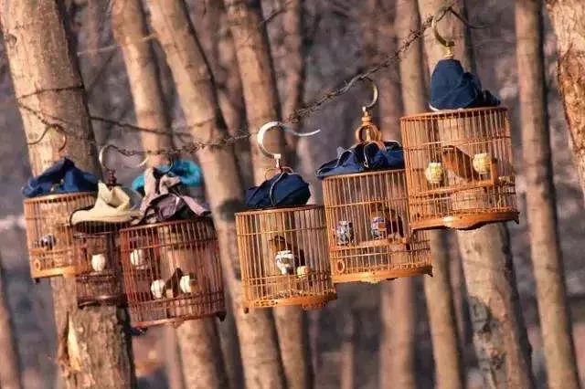 养画眉鸟的讲究有哪些,养画眉鸟用什么虫好