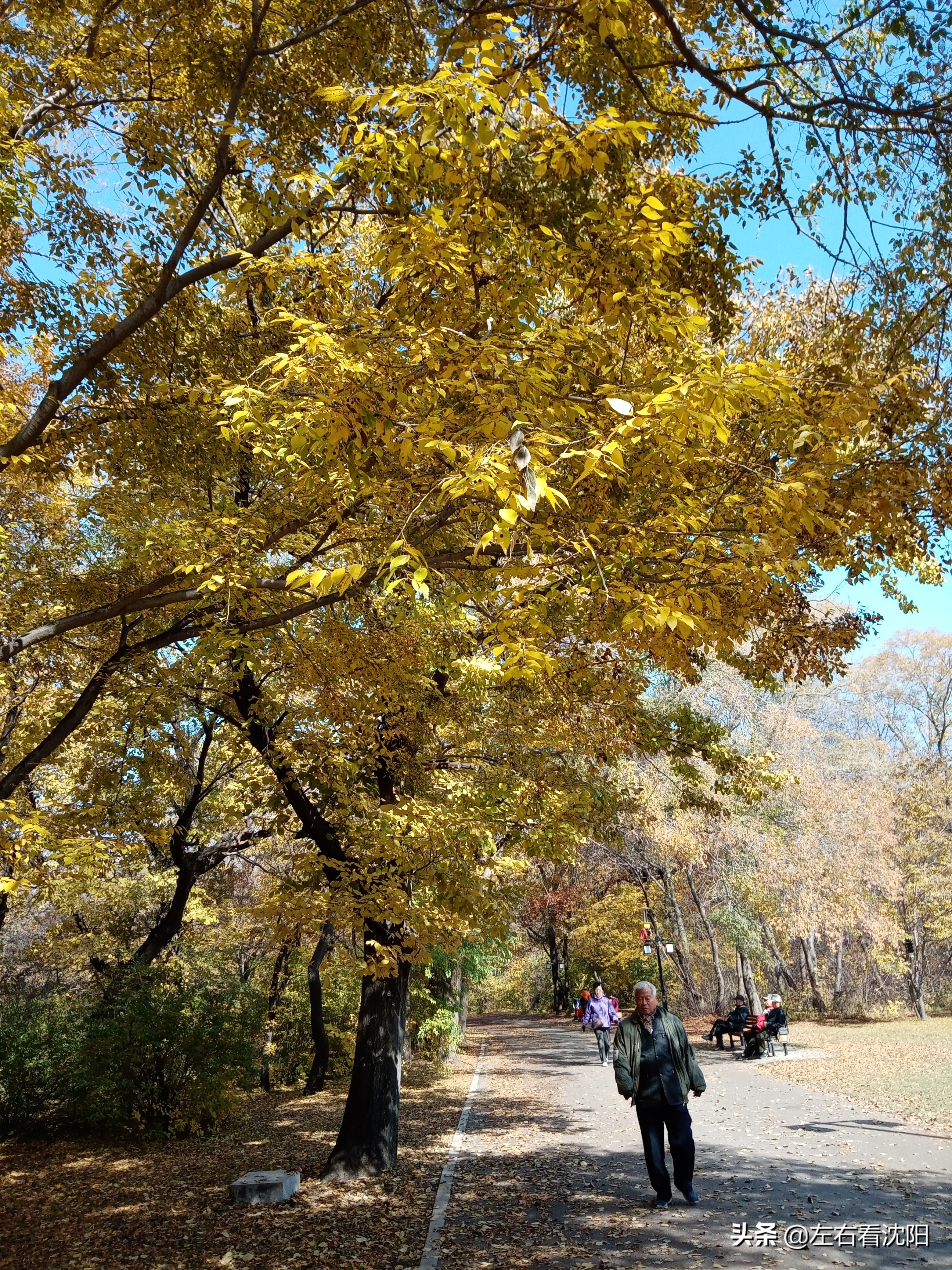 秋季沈阳北陵公园有啥好玩的,漫步沈阳北陵公园湖水边